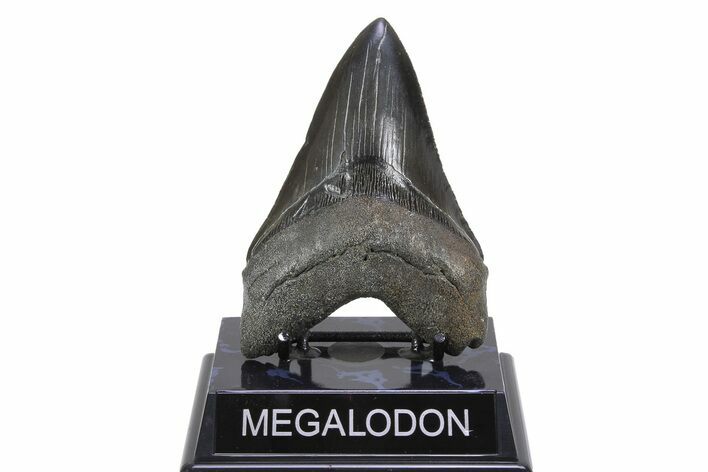 Serrated, Fossil Megalodon Tooth - South Carolina #299730